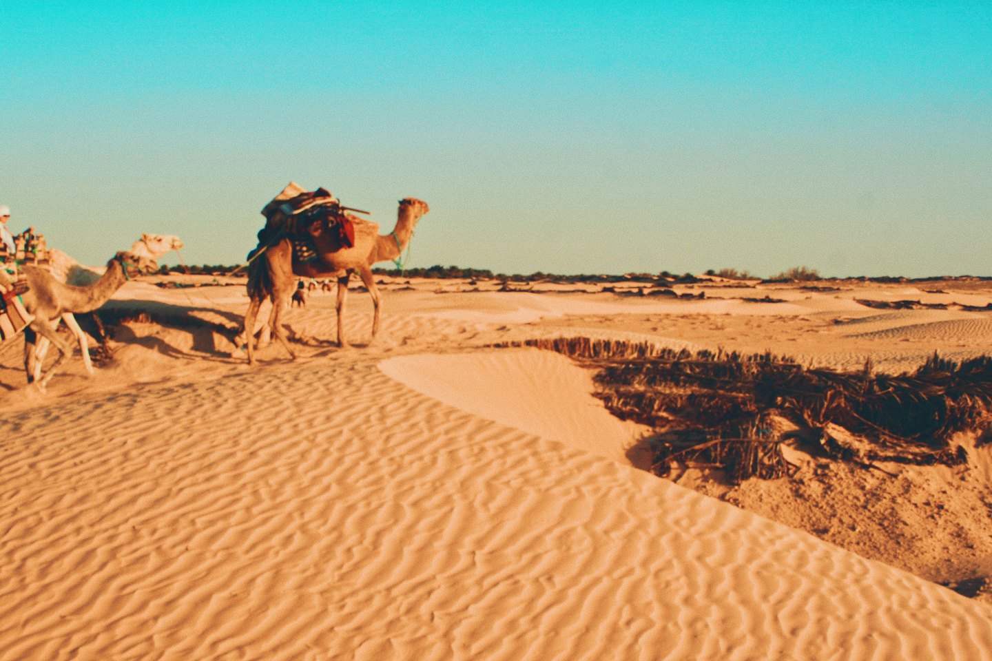 Two loaded camels walk across vast desert sand dunes.